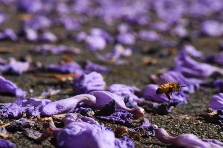 BEES-INBETWEEN-JACARANDA-FLOWERS